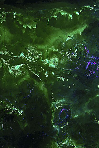 Colorado's Magnificent Fluorescent Quartz Point - Image 6