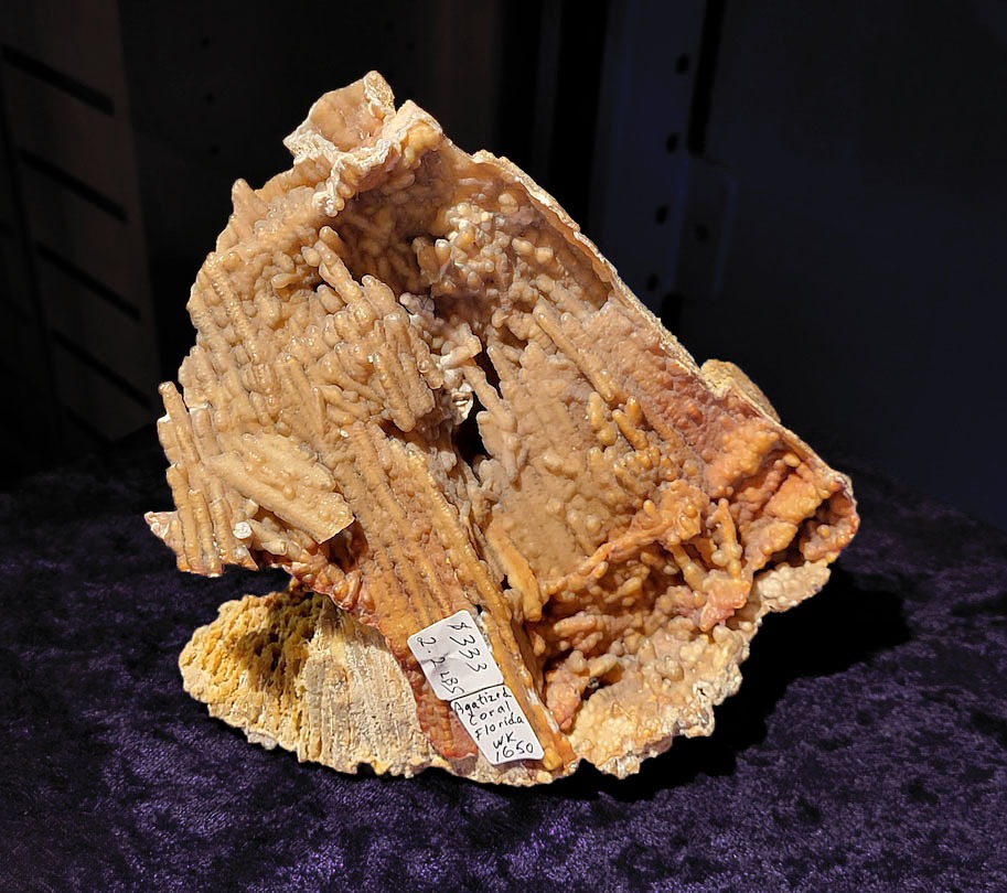 Inventory # WK1650 Florida Agatized Coral Cluster